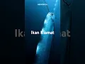 Download Lagu Oarfish, ikan laut misterius! Kemunculannya di permukaan sering dikaitkan dengan pertanda alam.