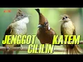 Download Lagu MASTERAN KAPAS TEMBAK - CILILIN - CUCAK JENGGOT