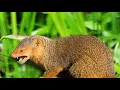 Download Lagu Suara garangan ,durasi lama + volume tinggi cocok untuk pikat sa'at berburu 100% mantap