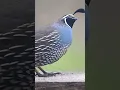 Download Lagu Dancing Quail - Bird Dance - Beautiful Bird 🐦 ♥️