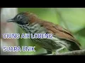 Download Lagu Suara burung ciung air loreng