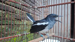 siulan santai kacer betina rangsangan dan pancingan ampuh kacer jantan kurang emosi dan birahi 