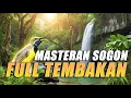 Download Lagu #11 MASTERAN SOGON FULL TEMBAKAN - MUDAH DITIRU UNTUK BURUNG BAHAN DAN TROTOL!