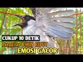 Download Lagu Suara Burung KUTILANG GACOR Asli Tanpa ISIAN 100% Ampuh Untuk Suara Panggilan dan Masteran