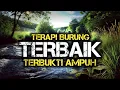 Download Lagu Terapi burung TERBAIK untuk semua jenis burung dengan suara air, Air Mengalir Terapi burung