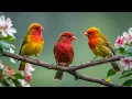 Download Lagu Красивая мелодия до слёз! Одна из самых красивых, волшебных весенних мелодий #76