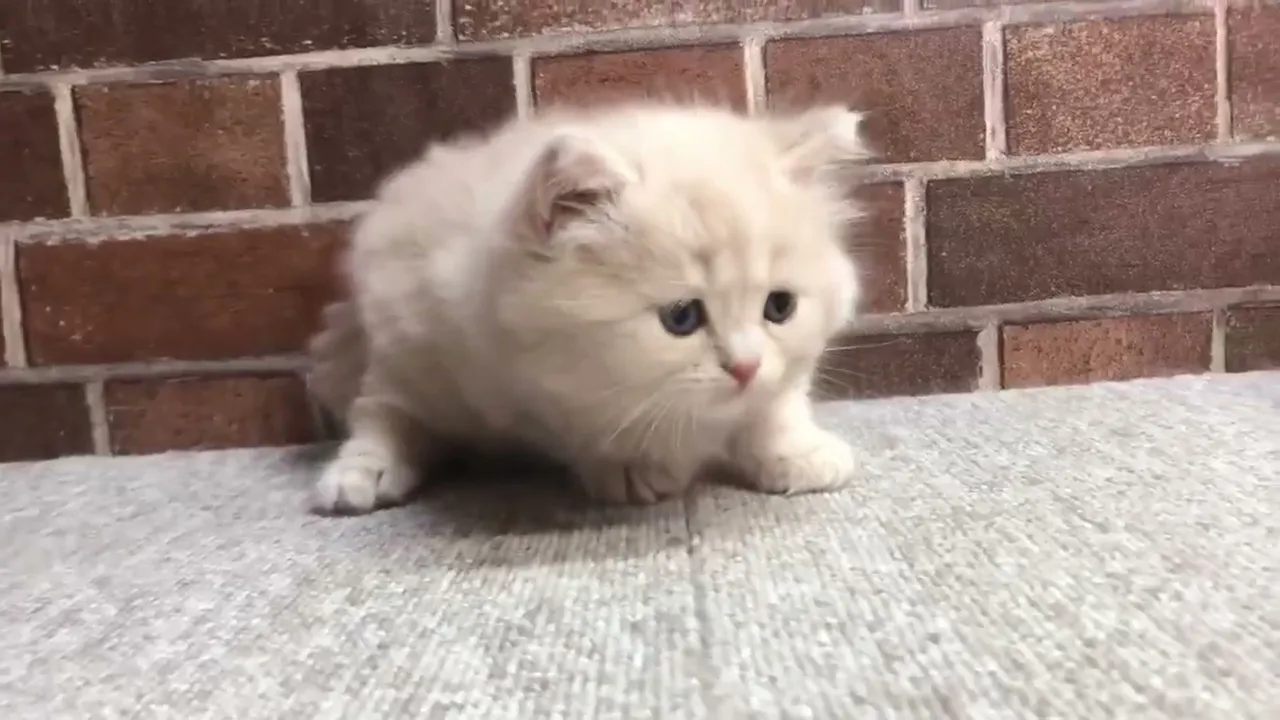 動画