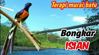 terapi masteran murai batu tembakan gacor sadis brutal mental fighter diburu kolektor harga mahal