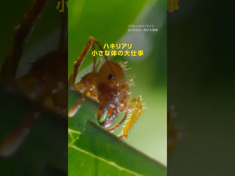 ハキリアリ 小さな体の大仕事 | ナショジオ