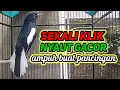 Lagu suara burung kacer ngeplong gacor sangat ampuh buat pancingan kacer bahan bikin cepat gacor
