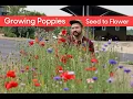 Growing Poppies From Seed to Flower