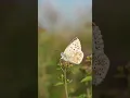 Download Lagu Why Sony's Remote Commander Is a Game-Changer #butterfly #cameraequipment #wildlife