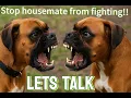 How I Help Dogs From the Same Home Stop Fighting 4K