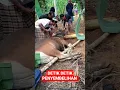 Download Lagu detik detik penyembelihan sapi qurban dihari lebaran idul Adha @wedang jahe04