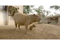 Download Lagu Capybara Baby Cuteness