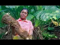 Download Lagu Giant taro is rich in fiber. lt helps to heal hemorrhoids and stomachache. .village kitchen recipe