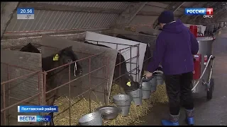 Телятам в Полтавке молоко теперь доставляет молочное такси