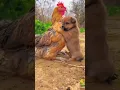 Download Lagu 🐔janvaro ke gajab karna mein 🐕 #animalfunnyvideos​#dog​ funny video #shorts​#viral new2025