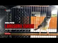 Download Lagu suara burung CIBLEK GACOR NGEBREN Pancingan Ciblek Semi bahan jadikan ciblek kristal gacor Tarung
