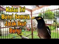 Jalak Nias Super Gacor Full Isian Guru Vokal Jalak Nias Muda Agar Cepat Bunyi Gacor
