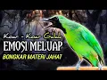 Download Lagu CUCAK IJO GACOR BONGKAR MATERI, PANCINGAN DAN MASTERAN CUCAK IJO NYAUT EMOSI BUNYI SEKETIKA