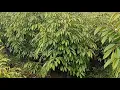 Download Lagu SETOK DI SAWAH REDI KUMPLIT DAN LENGKAP 081328018166sedang live sekarang!