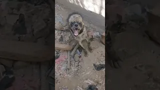 سبب صوت ضحكات الضبع سوف يصدمك       دندنها