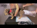 Asspressions How To PAGE Pet Anal Gland Expression System Instruction