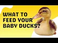 What Do Baby Ducks Eat Complete Feeding Guide for Healthy Ducklings