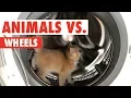 Animals vs Wheels Funny Pet Compilation 2020