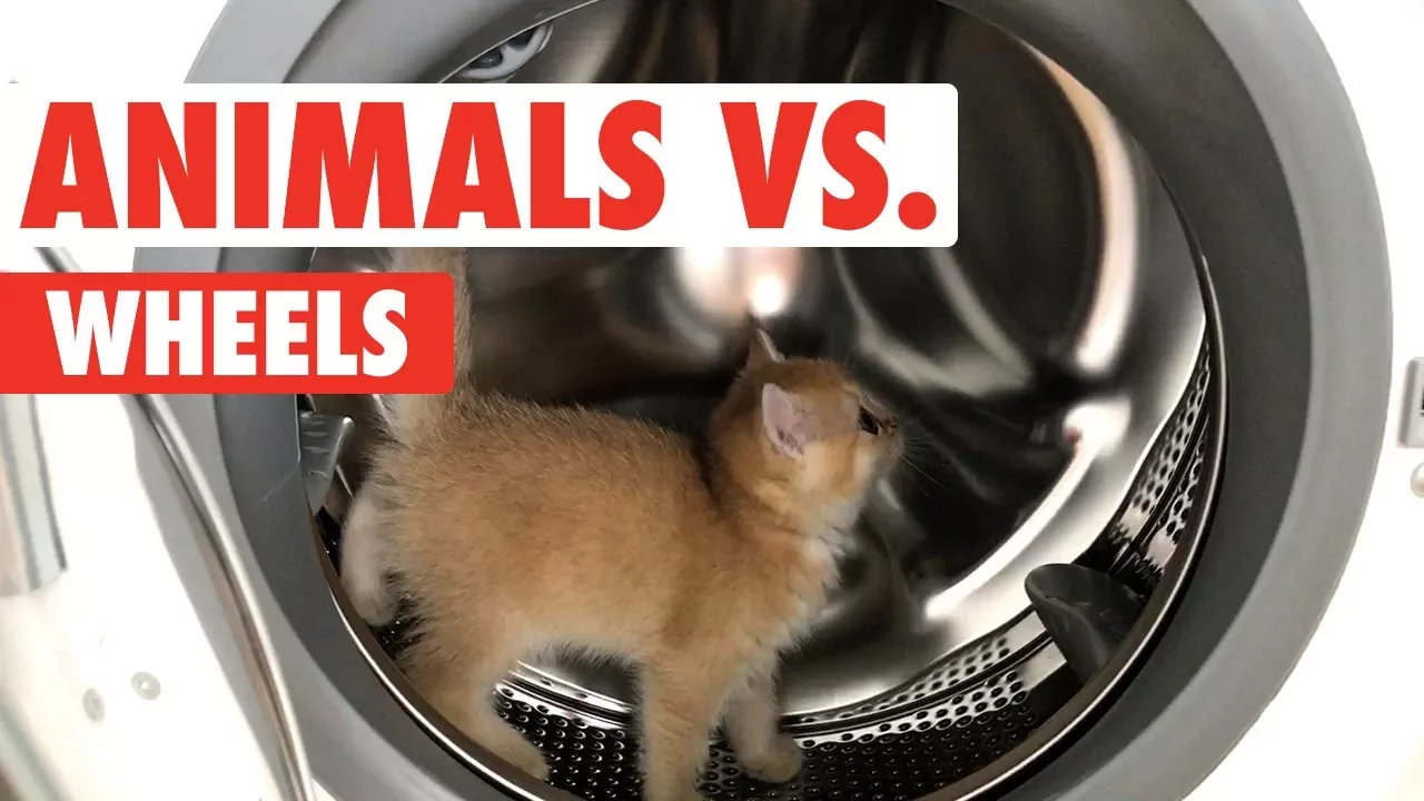 Animals vs. Wheels | Funny Pet Compilation 2020