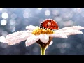 Download Lagu Солнечное утро. Музыка Сергея Чекалина. Sunny morning.  Music by Sergei Chekalin.