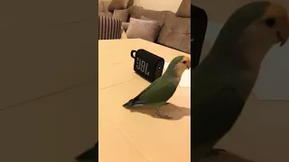 صوت الروز يجنن زعرور 