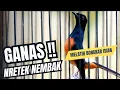 Download Lagu MURAI BATU GACOR FULL ISIAN TEMBAKAN KASAR KRETEKAN GANAS SANGAT AMPUH MEMANCING EMOSI MURAI BATU