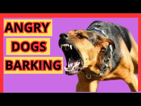 Download MP3 ANGRY Dogs Barking Sound Effects Aggressive Dogs Barking Compilation