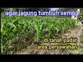 Download Lagu cara menanam jagung yang baik || juga mengatasi bulai