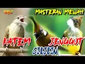 Download Lagu MASTERAN MURAI !! KOMBINASI CUCAK JENGGOT - CILILIN - KAPAS TEMBAK