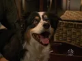 Scrubs 'Bastard Coated Bastards'