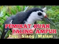 Download Lagu SUARA PIKAT BURUNG RUAK KRUAK PALING AMPUH UNTUK DEKUT PAGI SIANG MALAM SUARA PALING JERNIH