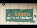 Elmira to seek more state funding after grant application falls short for Elmira Animal Shelter