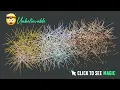 Unbelievable Awesome Image Effects using CSS Javascript