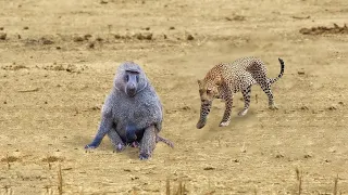 عندما يرى النمر قرد البابون يلتهمه بالكامل 