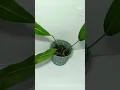 Anthurium sp Morona Medium