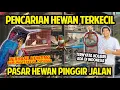 Download Lagu PENCARIAN BURUNG TERKECIL DI DUNIA KE PASAR HEWAN PINGGIR JALAN! GAK NYANGKA ADA KOLIBRI INDONESIA!