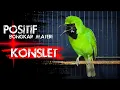 Download Lagu 🔴POSITIF BONGKAR MATERI‼️CUCAK IJO GACOR KONSLET FULL ISIAN