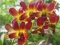Download Lagu Bunga Anggrek Als de orchideen bloeien