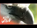 The Amazing Harpy Eagle Animal River Challenge Real Wild