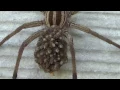 Close Up of Wolf Spider With Babies on Her Back