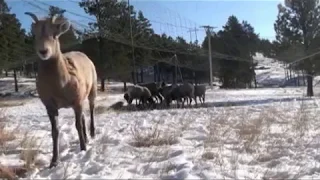 SD GFP Bighorn Capture teaser