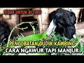 Download Lagu Jangan di tiru ❗pengobatan penyakit gatal gudik pada kambing dengan cara ngawur